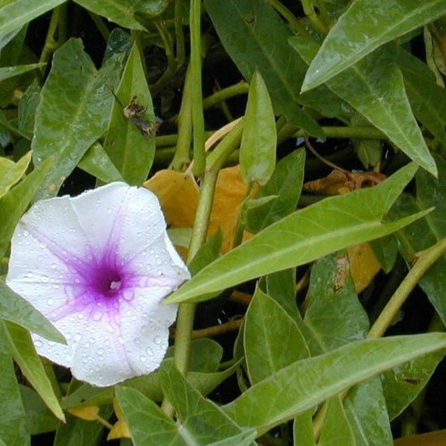 Ipomoea aquatica (Eric Guinther/Wikimedia Commons, CC BY-SA 3.0)