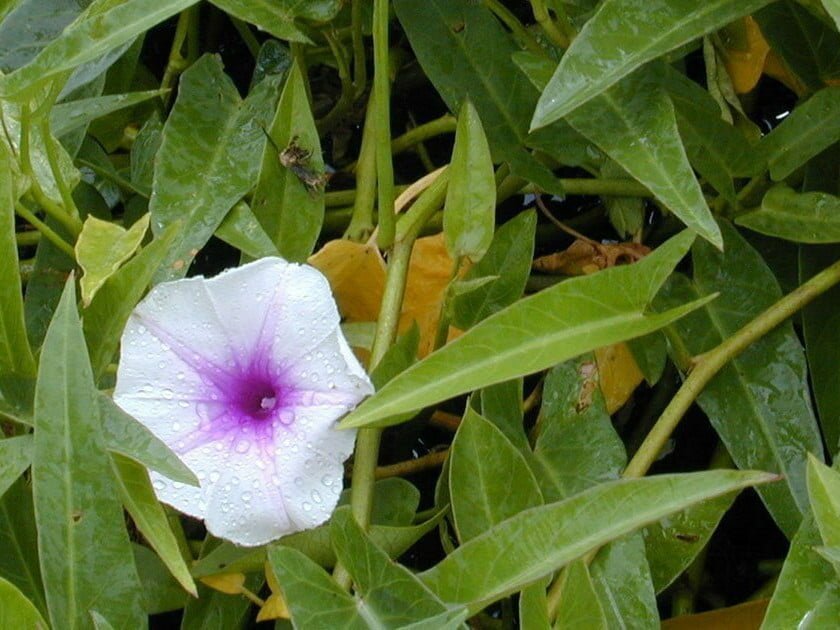 Ipomoea aquatica (Eric Guinther/Wikimedia Commons, CC BY-SA 3.0)