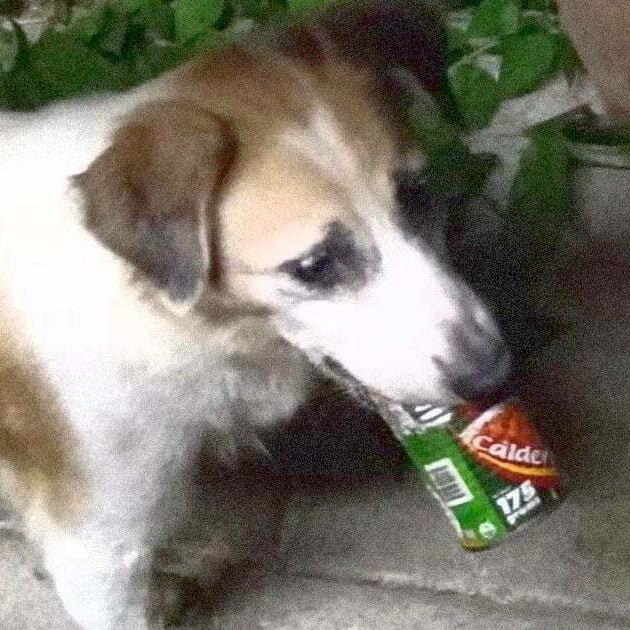 A dog named Lang (PAWS)