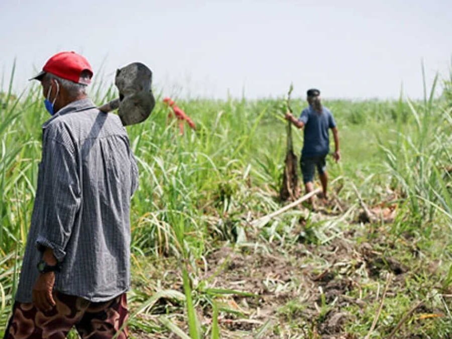 Farmers clearing the land through collective farming (bungkalan) to prepare for vegetable cultivation, right before their arrest.