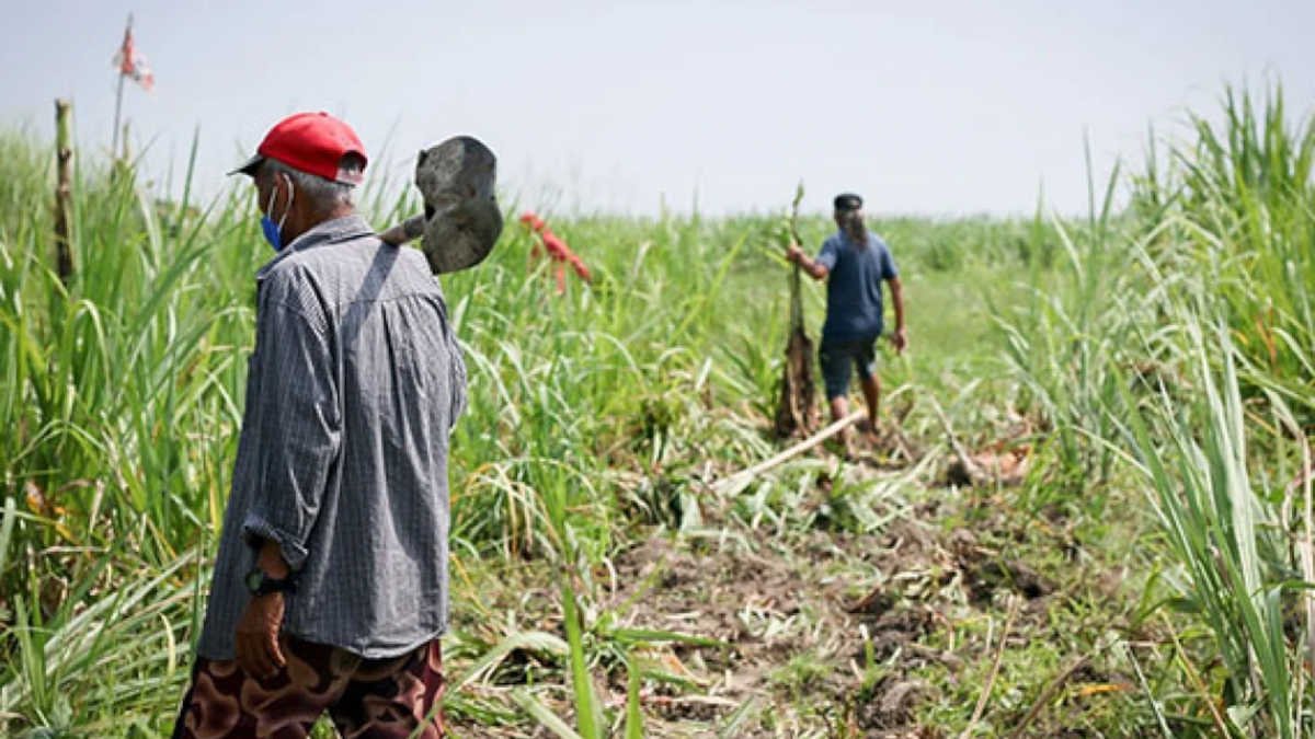 Farmers clearing the land through collective farming (bungkalan) to prepare for vegetable cultivation, right before their arrest.